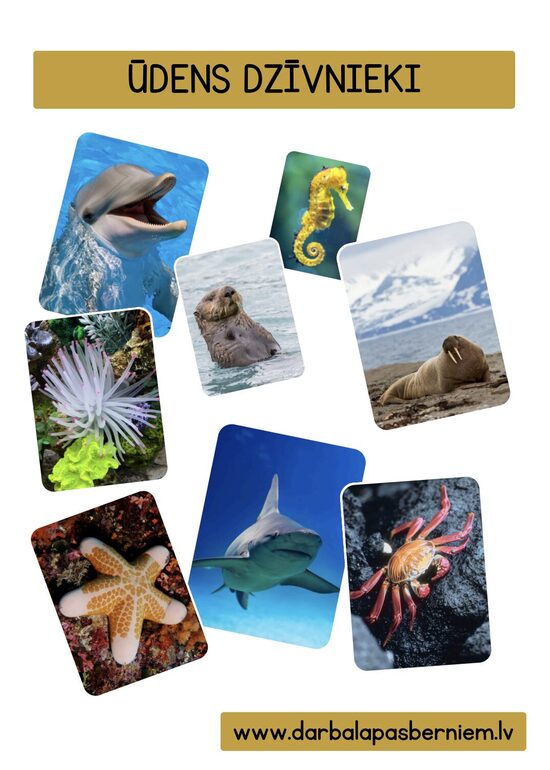 24 PRINTĒJAMAS KARTĪTES - ŪDENS DZĪVNIEKI